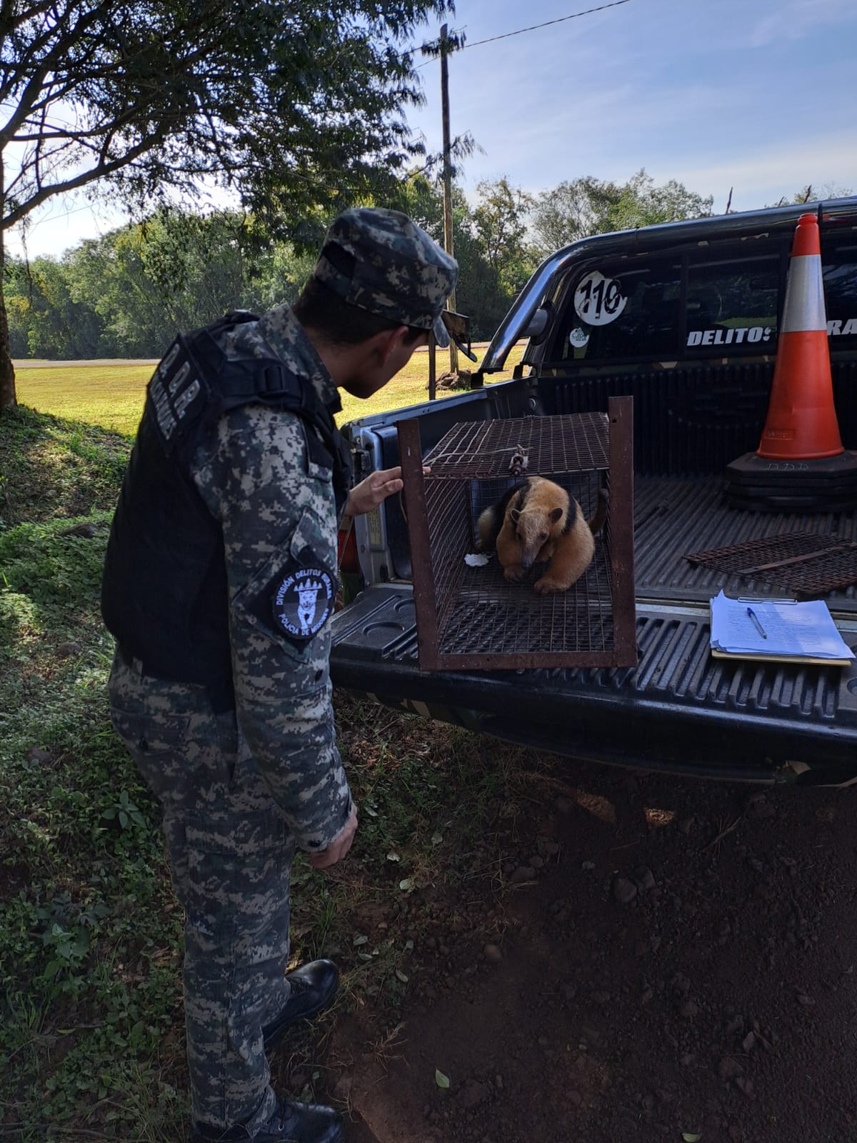 Rescataron a un oso hormiguero herido en Dos Arroyos 2